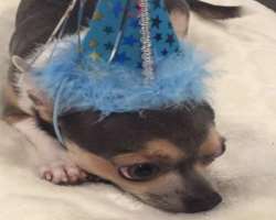 The star celebrated the third birthday of her dog Blu in August 2018.